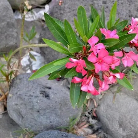 Vandrerhjem Gianni House Backpackers